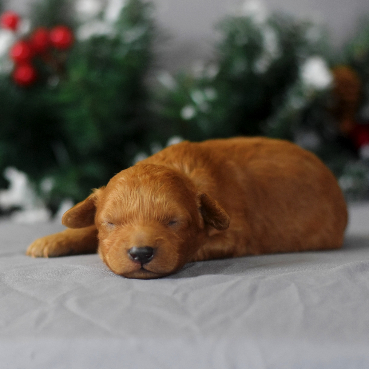 Caramel