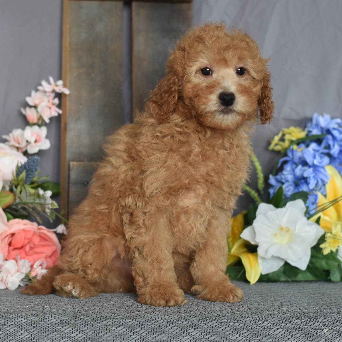 Cinnamon - Our Dogs