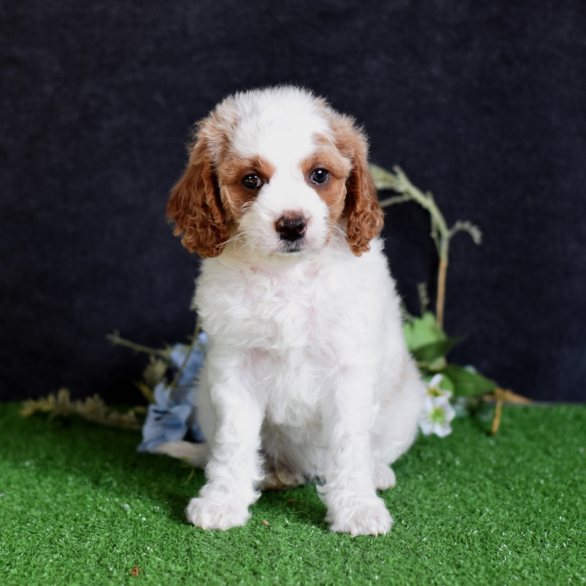 Daisy1
