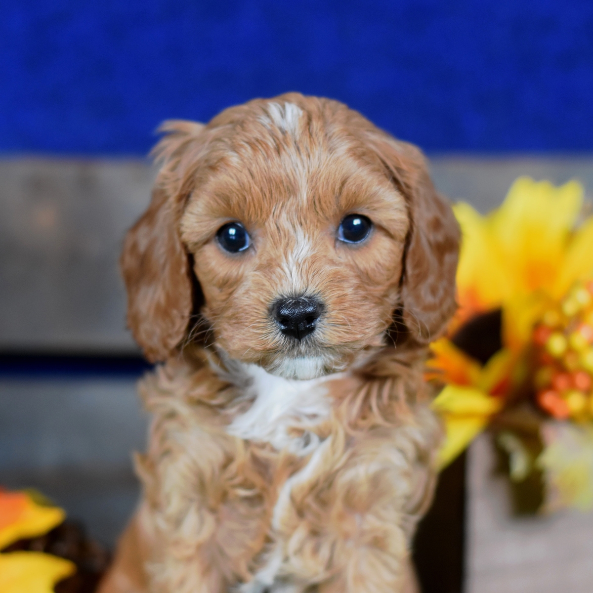 Ginger