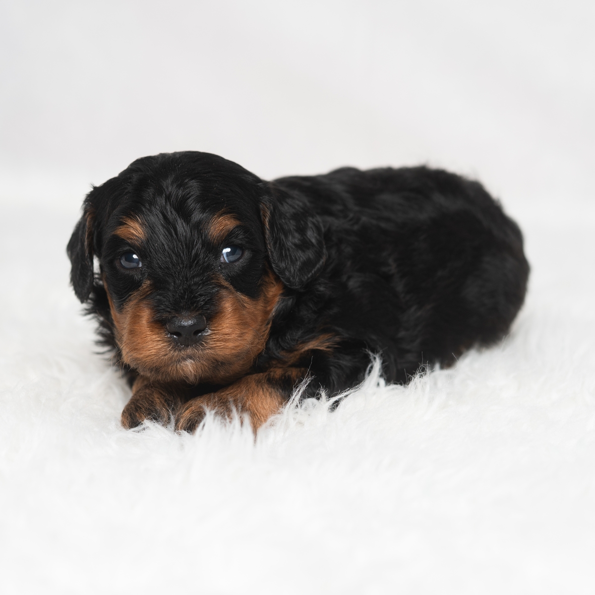Milo