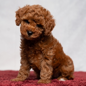 Bella - Female