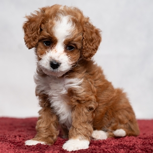 Baxter - Male