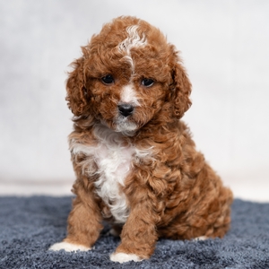 Candy - Female