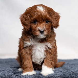 Carson - Male