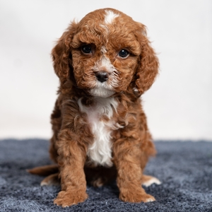 Colton - Male