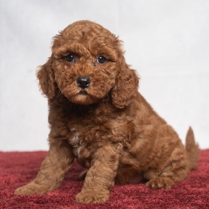 Oakley