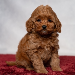 Dolly - Female