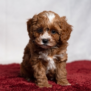 Dixie - Female