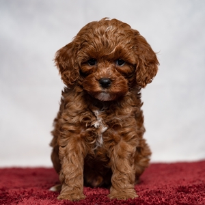 Dexter - Male