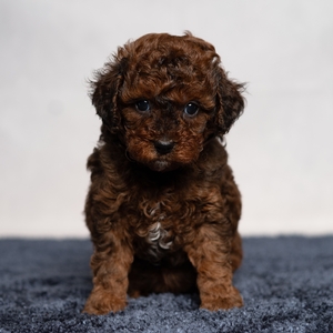 Felicity - Female