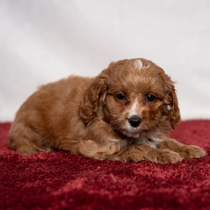 Duke - Male