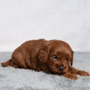 Asher - Male