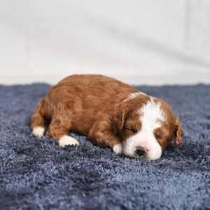 Baxter - Male