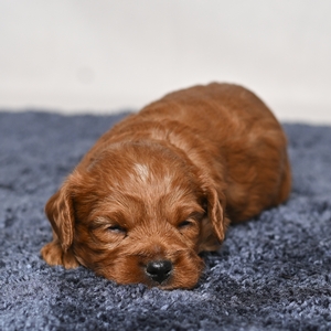 Buster - Male