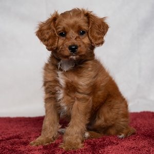 Buster - Male