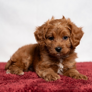 Buster - Male