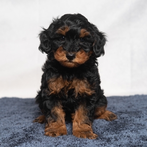 Monty