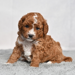 Candy - Female