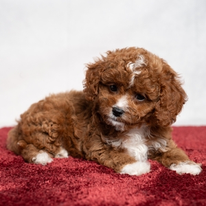 Candy - Female