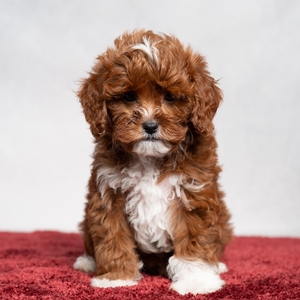 Carson - Male