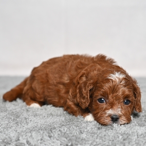Carson - Male