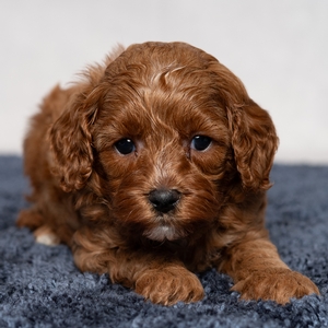 Dexter - Male
