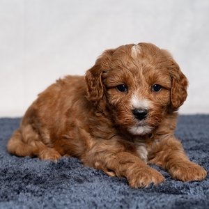Dillon - Male