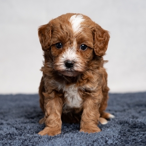 Dixie - Female