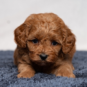 Dolly - Female