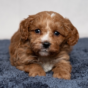 Duke - Male
