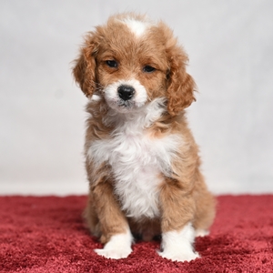 Emmett - Male