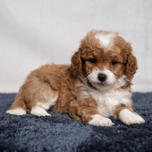 Emmett - Male