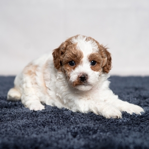 Flossie - Female