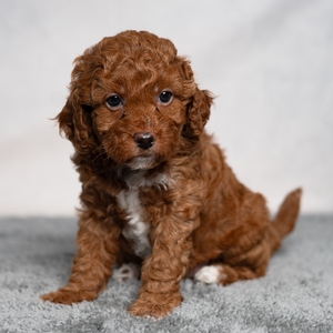 Ginger - Female