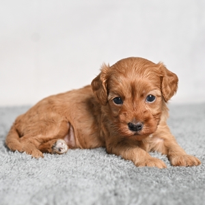Holly - Female
