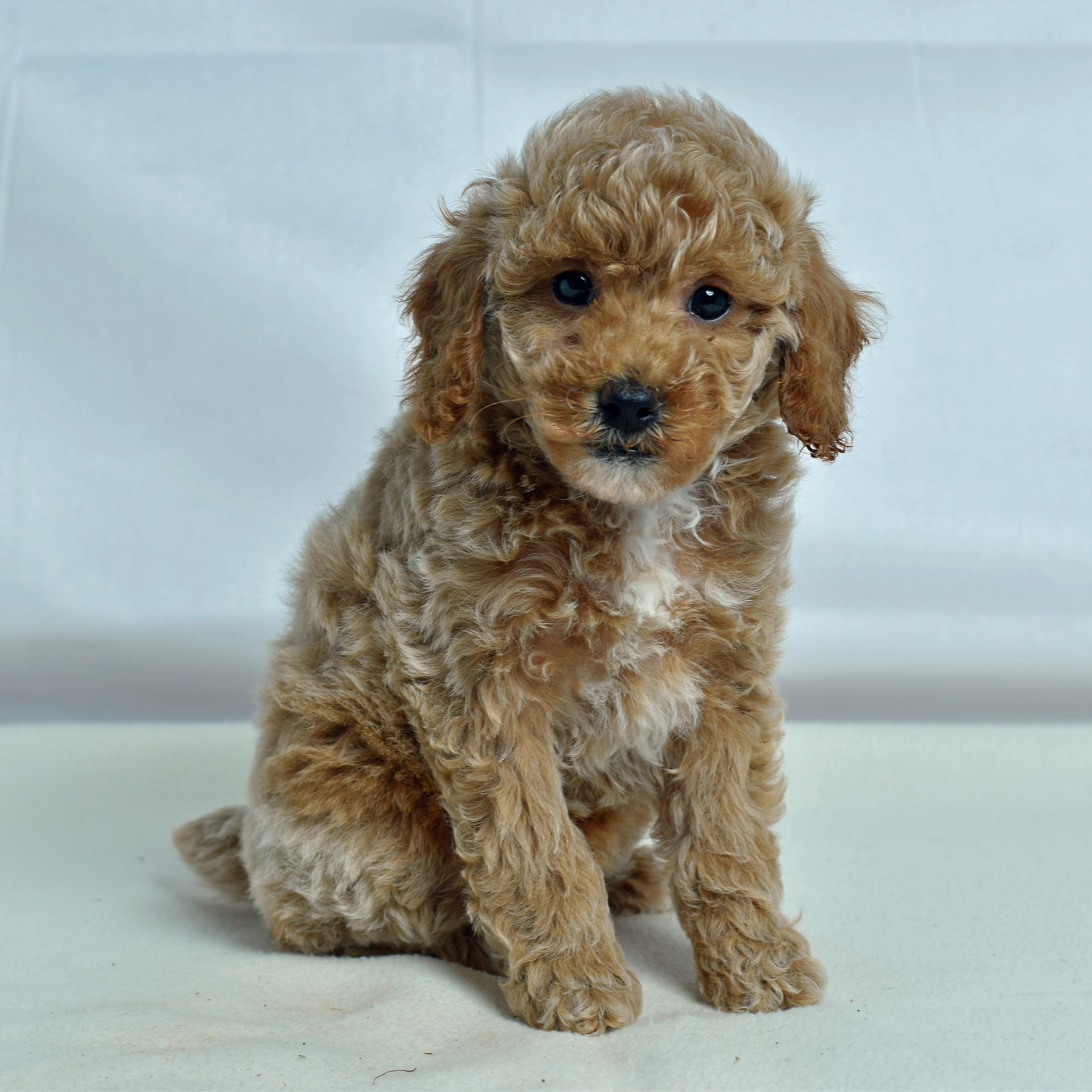 Mini Poodle