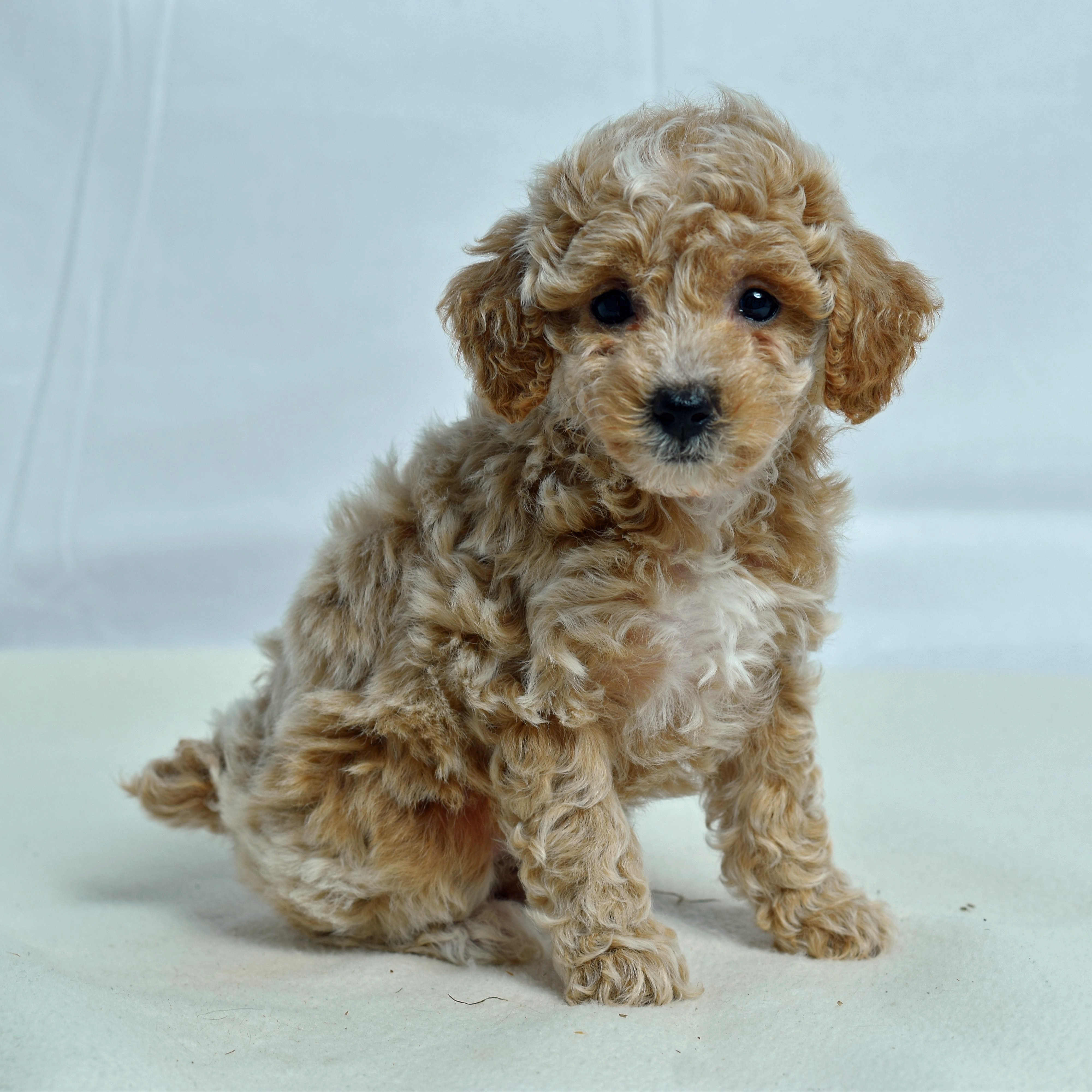 Mini Poodle