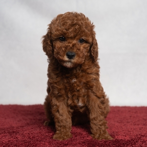 Cavapoos