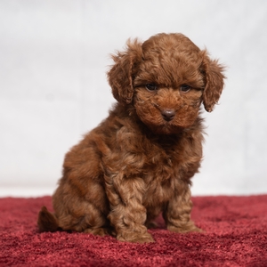 Cavapoos