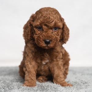 Oakley