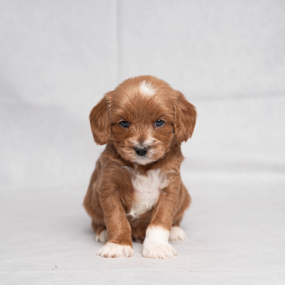Cavapoo Characteristics
