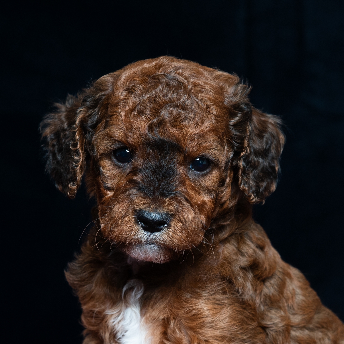 How to adopt a puppy